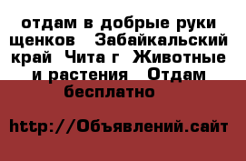 отдам в добрые руки щенков - Забайкальский край, Чита г. Животные и растения » Отдам бесплатно   